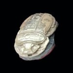 Small pharaoh beetle